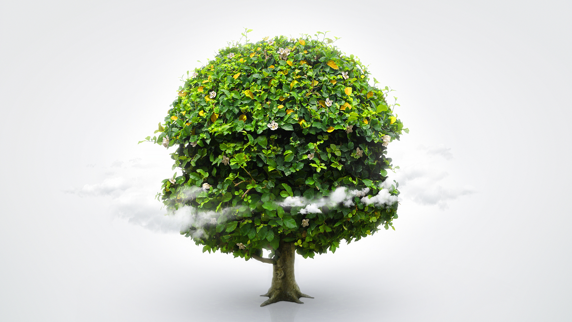 Max_tree_02